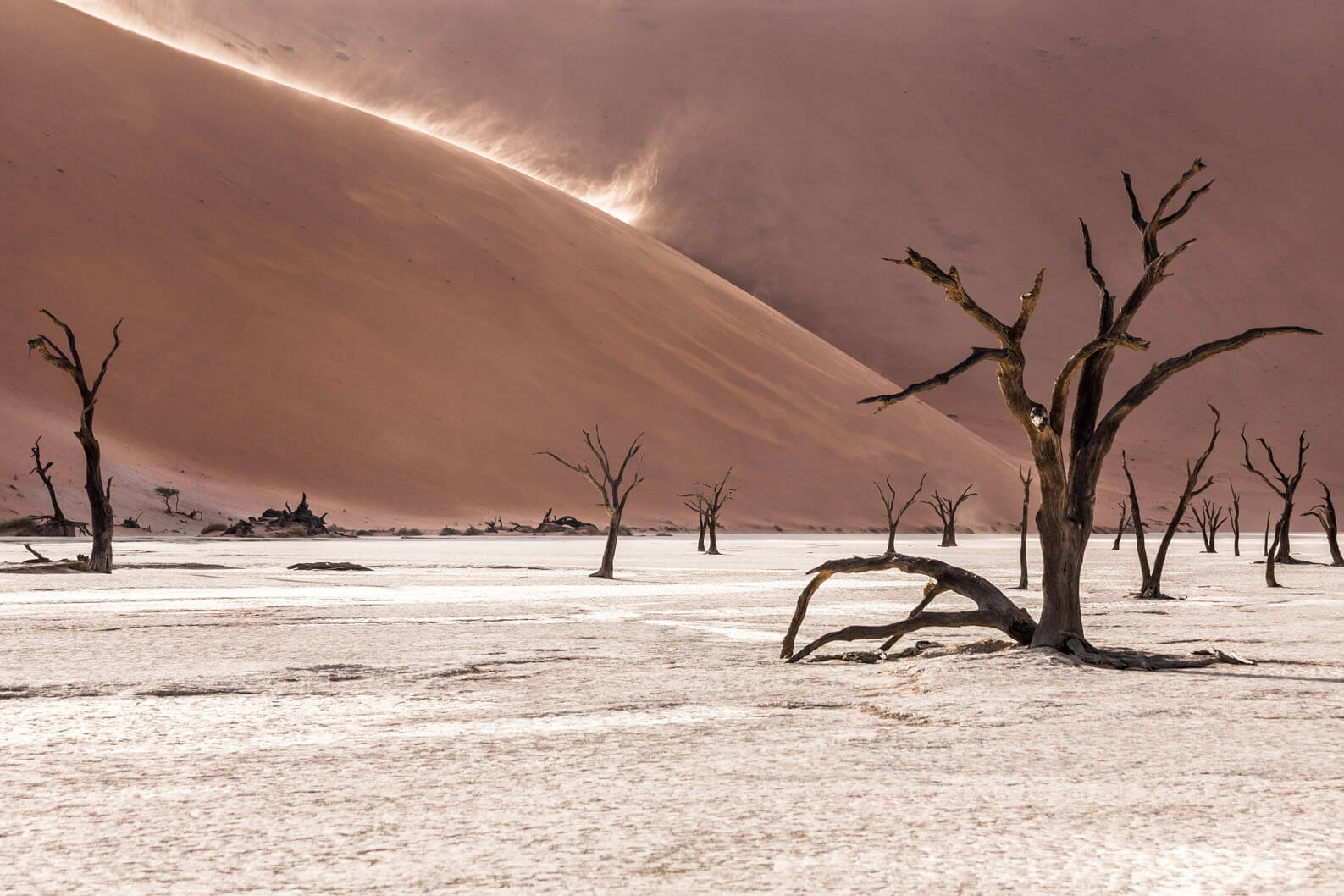 Deadvlei, Sossusvlei, tote Bäume in Wuestenlandschfat, Namibia